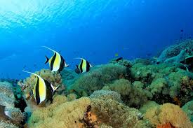 Great Barrier Reef Australia Tours &amp; Trips from Sydney